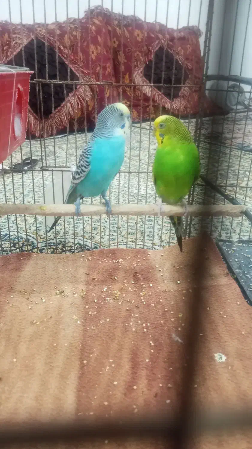 مرغ عشق نرماده|پرنده|بندرعباس, |دیوار