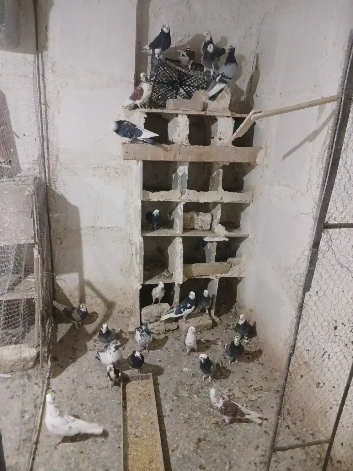 کفتر پرشی|پرنده|محلات, |دیوار