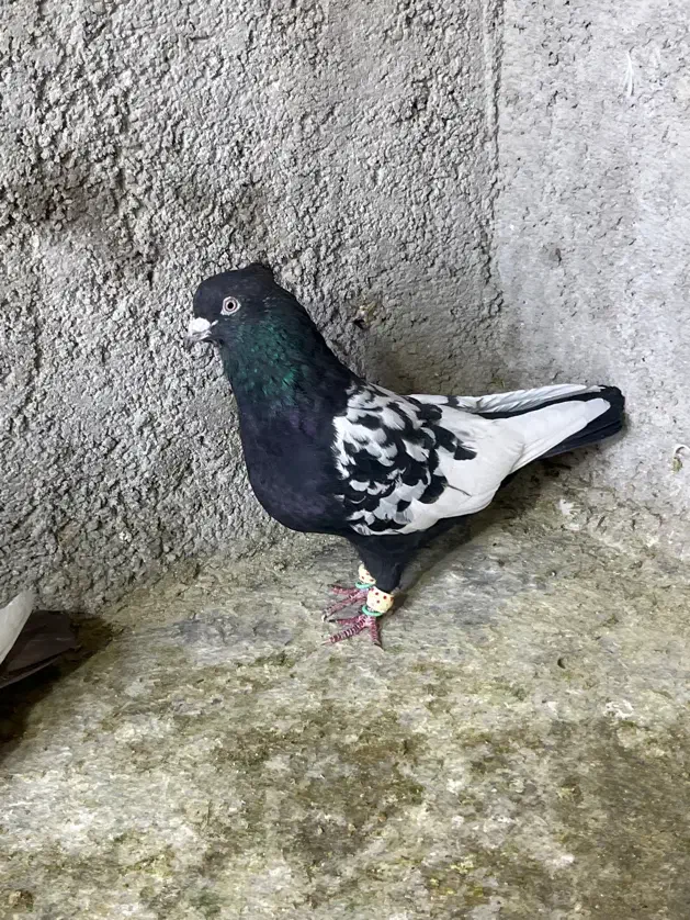 کفتر سینه|پرنده|شیراز, بازار|دیوار