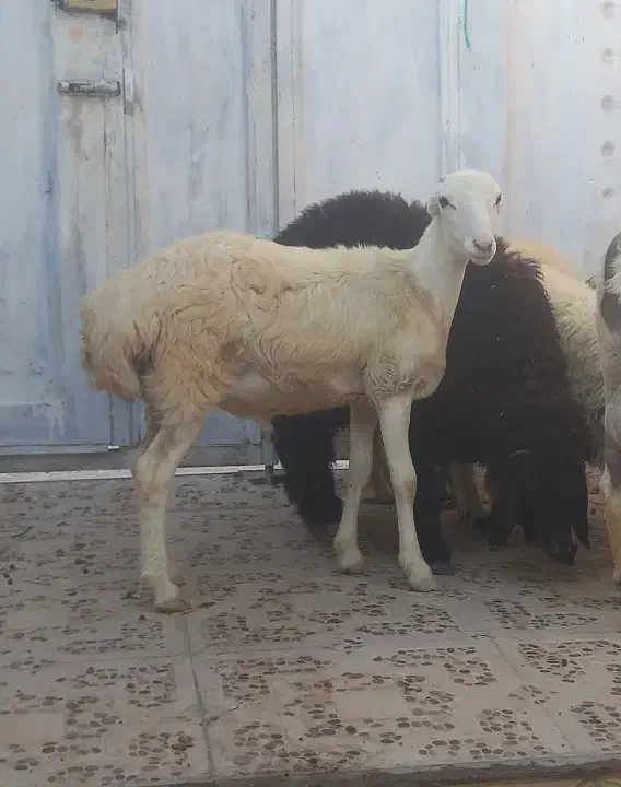 بره قوچ نره بز نقشی بز شیر مخصوص درخونه|حیوانات مزرعه|بندرعباس, |دیوار