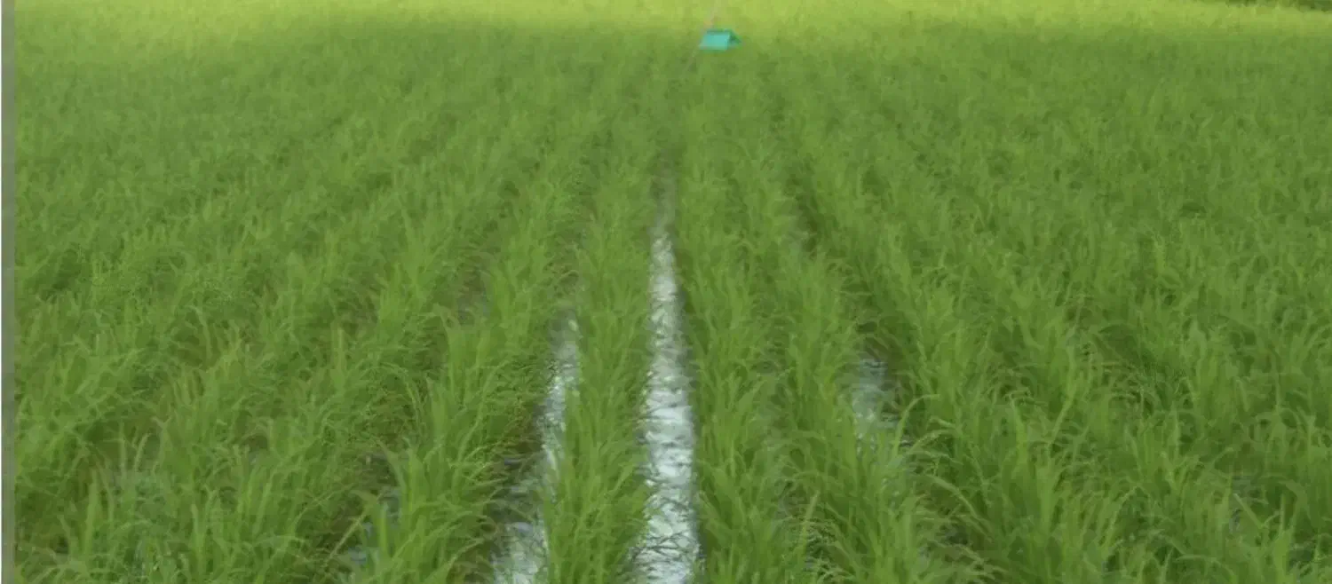 یه قطعه زمین شالیزار در نرگستان|فروش زمین و ملک کلنگی|رشت, حمیدیان|دیوار