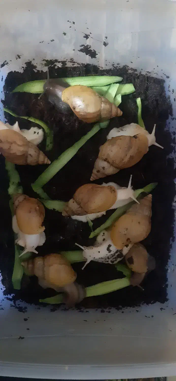 حلزون خانگی|خزنده|کرمان, |دیوار