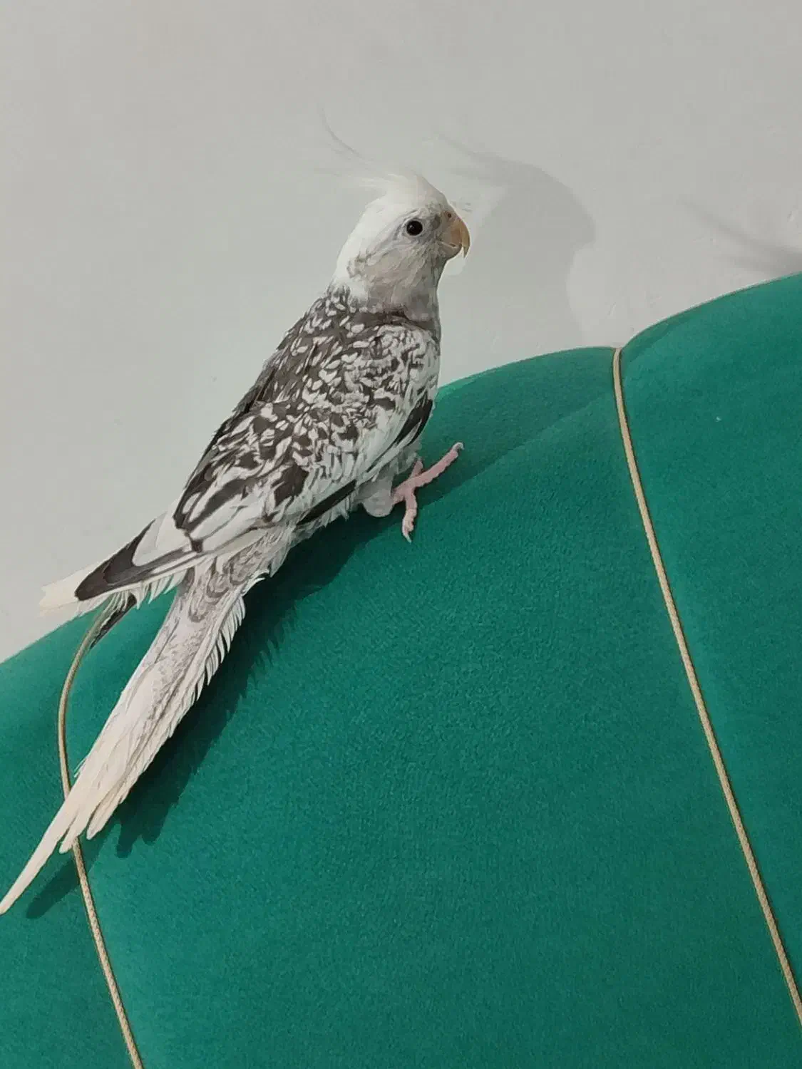 پرنده|پرنده|سیاهکل, |دیوار