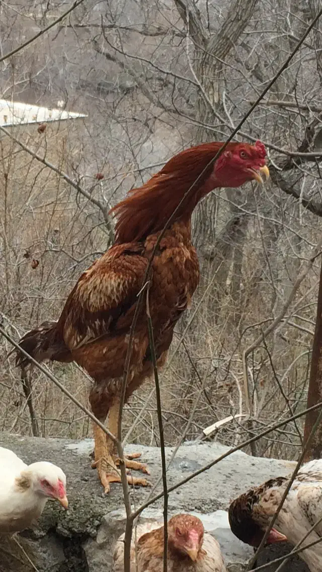 خروس لاری|حیوانات مزرعه|پاوه, |دیوار