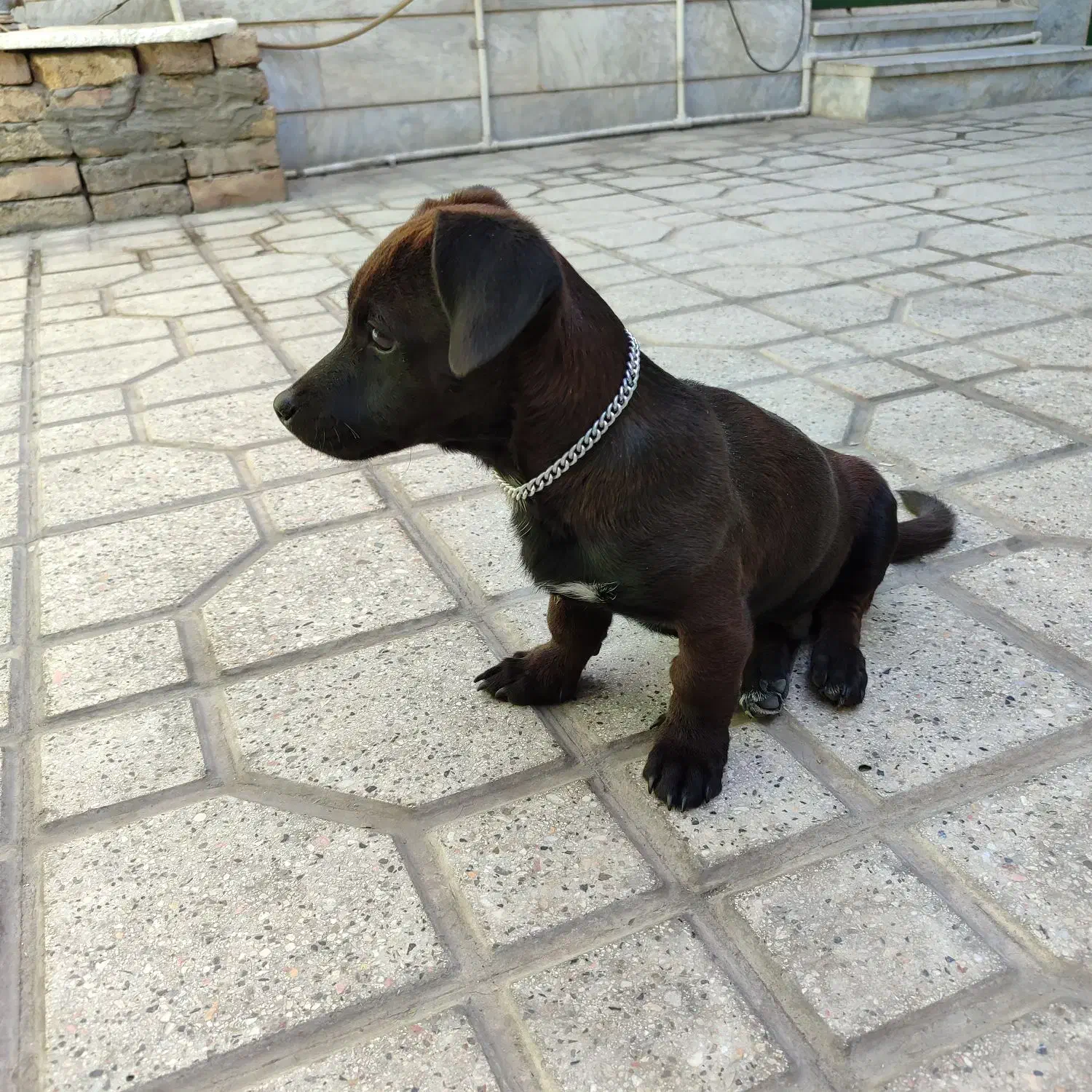 فروش سگ|سگ|ورامین, خیر آباد|دیوار