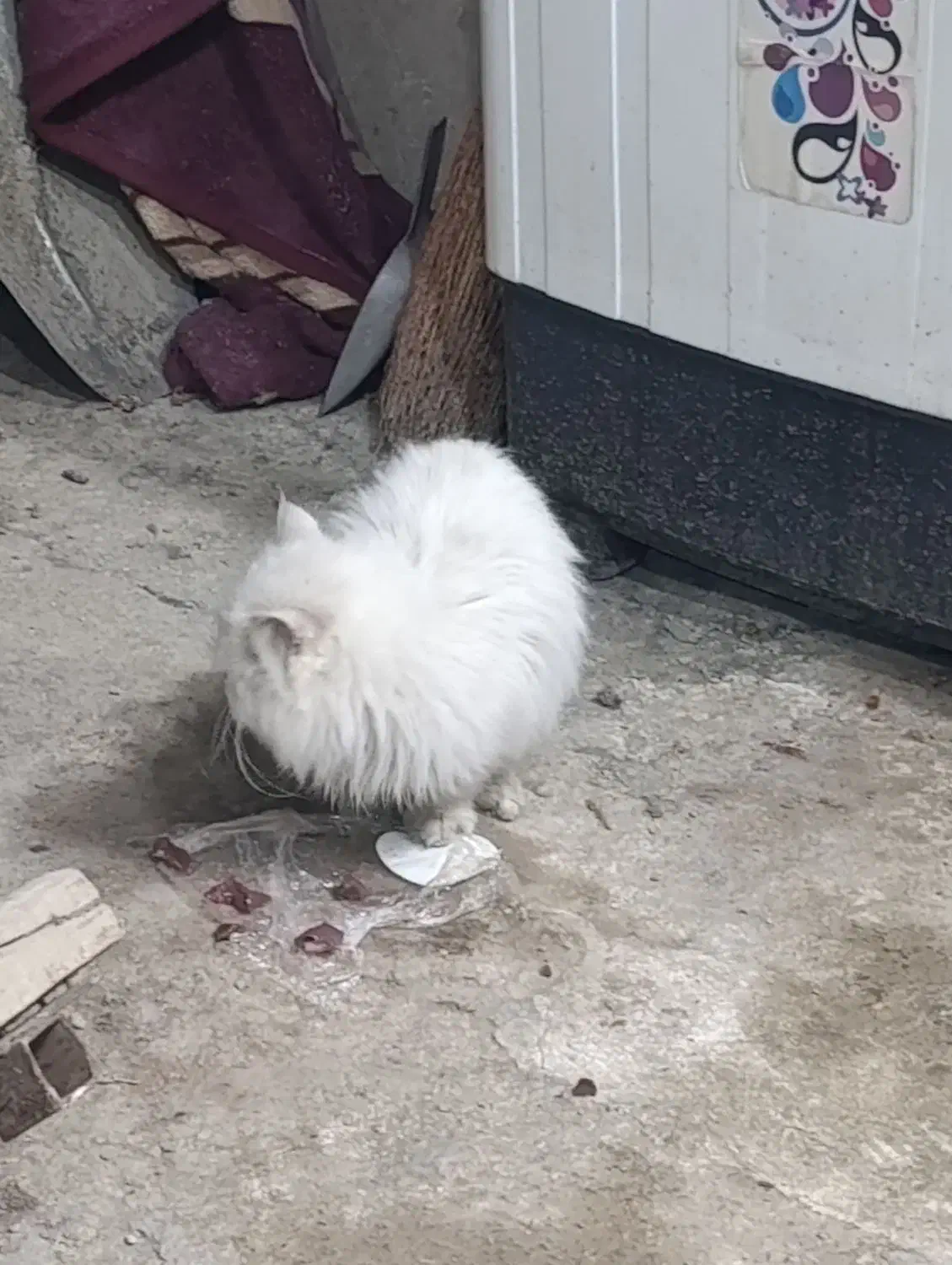 گربه پرشین|گربه|ارومیه, |دیوار