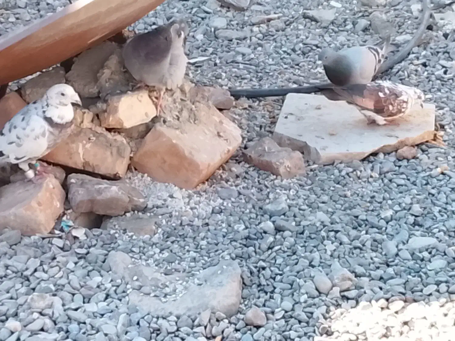 کبوتر همه عالی جفتی 600|پرنده|ایرانشهر, |دیوار