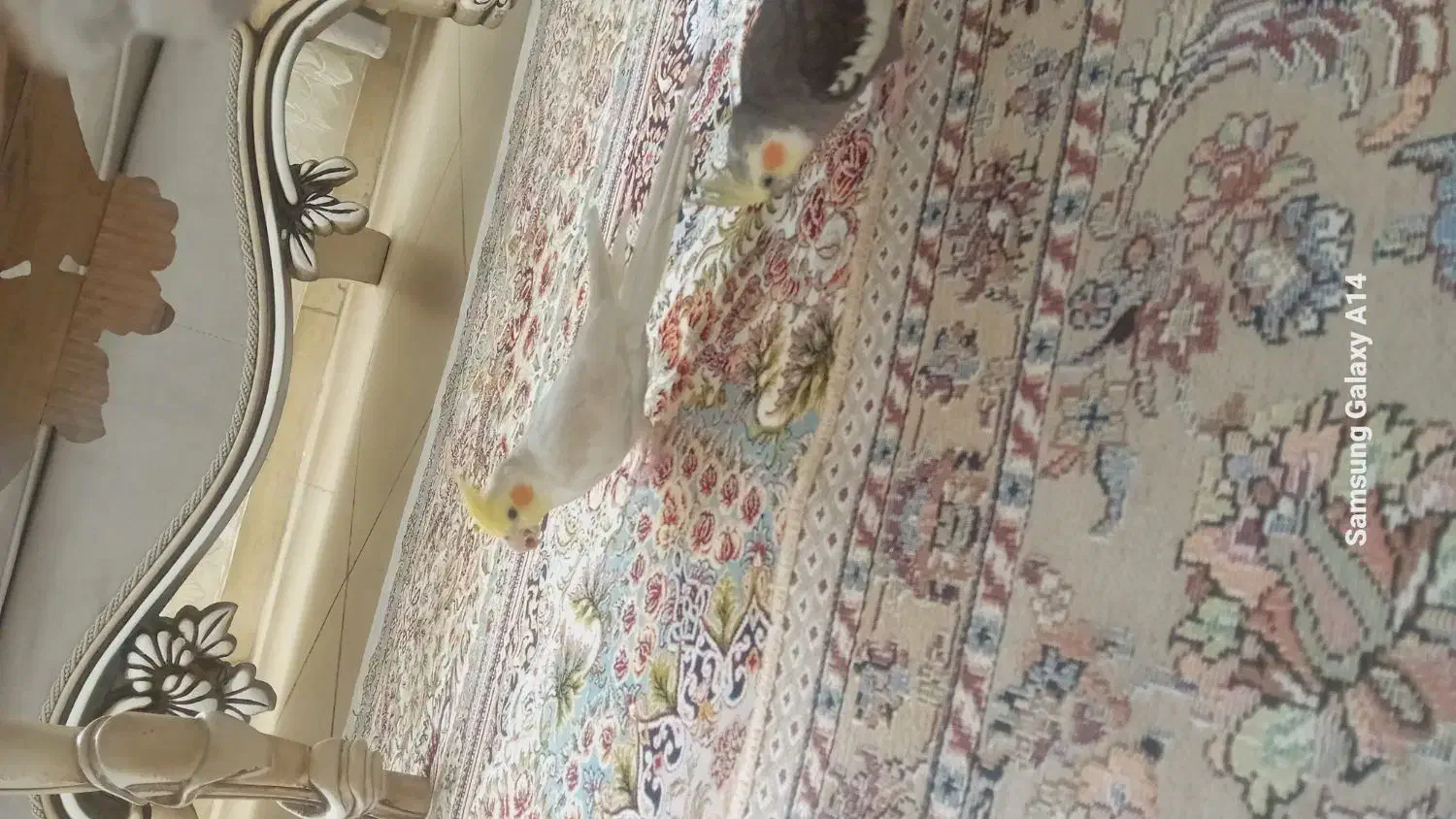 عروس هلندی هر دو نر|پرنده|قزوین, |دیوار