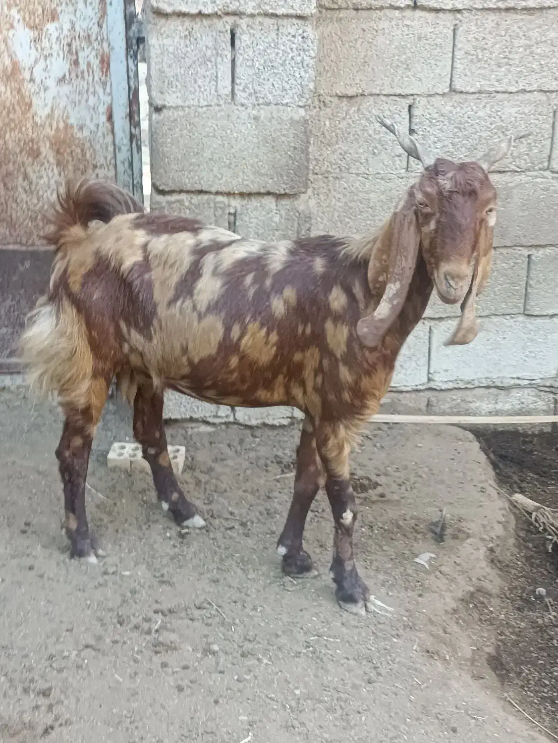 بز آبستن|حیوانات مزرعه|شادگان, |دیوار