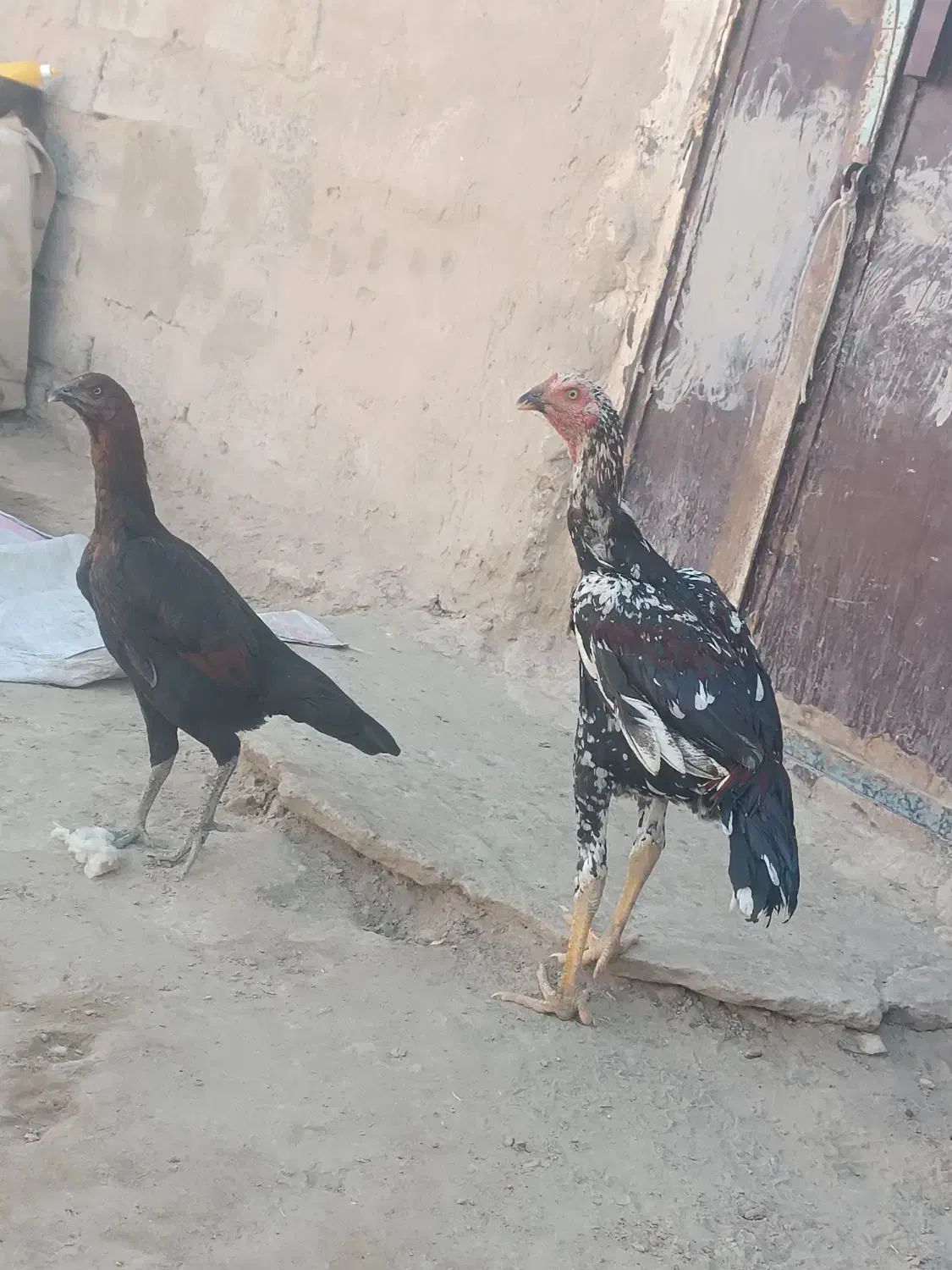 خروس لاری اصیل و مرغ|حیوانات مزرعه|ریگ ملک, |دیوار