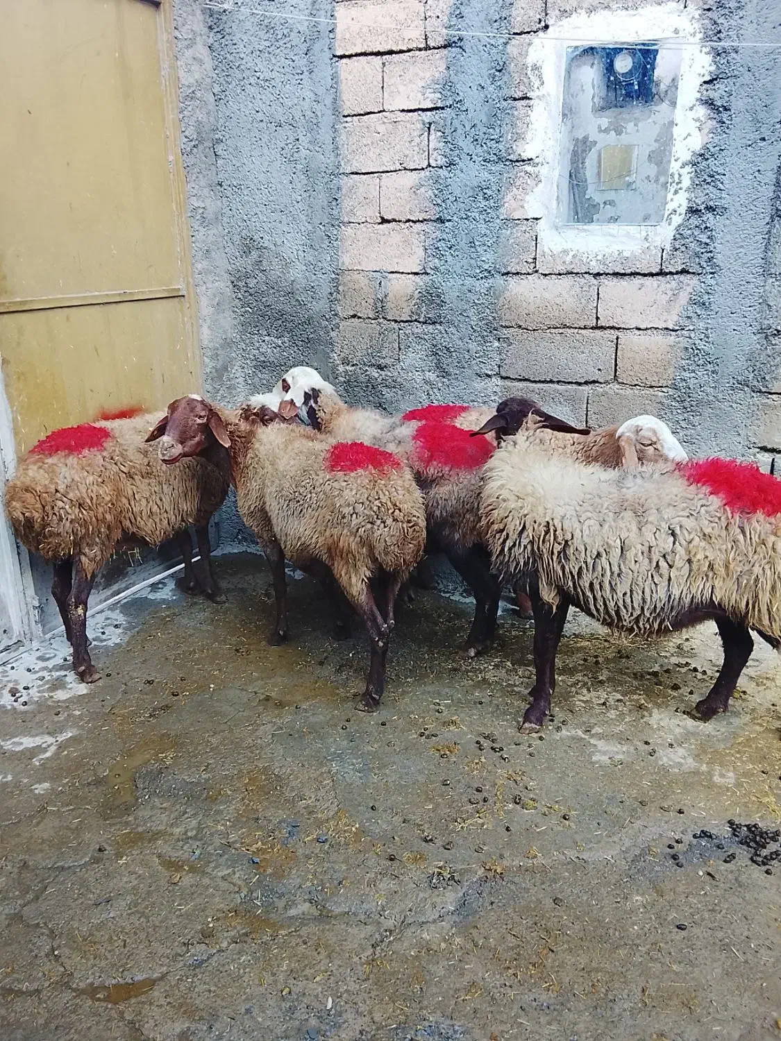 گوسفند میش|حیوانات مزرعه|کلیائی, |دیوار