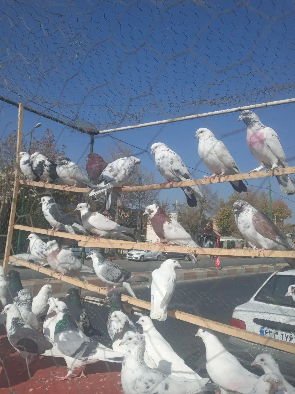 کبوتر فروشی در کردان|پرنده|کوهسار (البرز), |دیوار