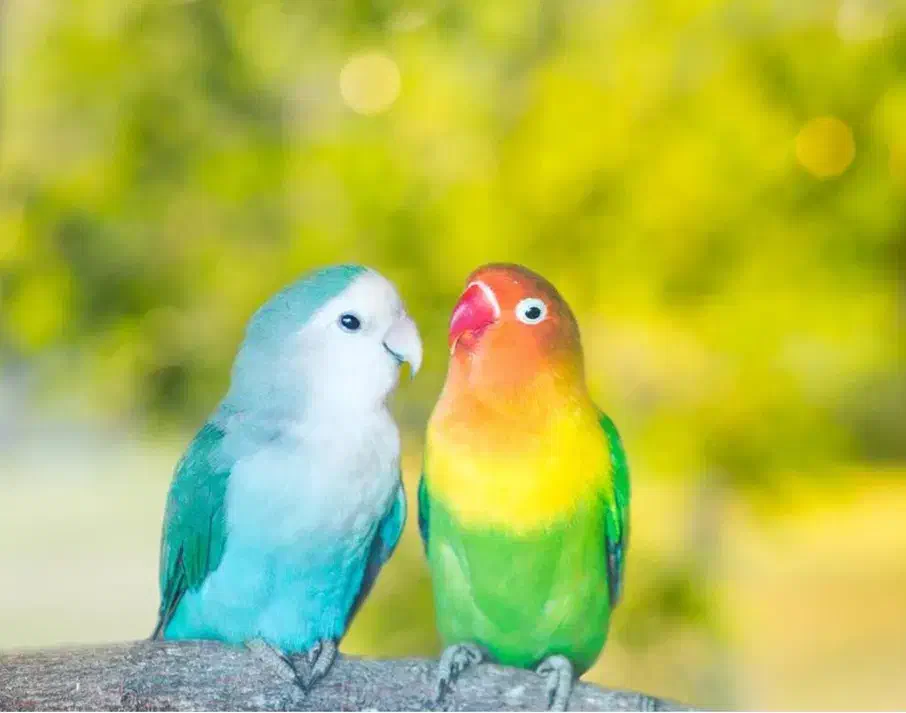 طوطی برزیلی|پرنده|بندر کنگان, |دیوار