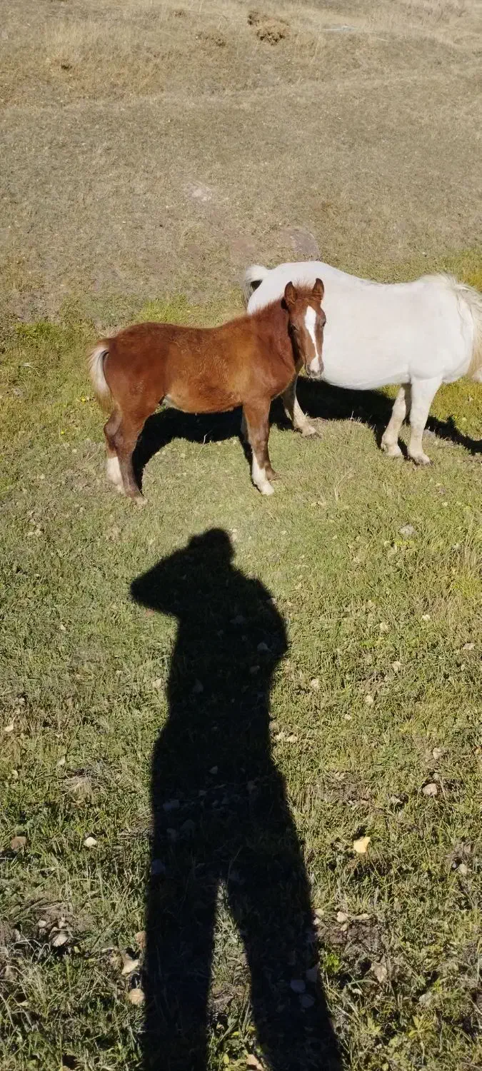 قیمت ۴۵۰۰۰۰۰۰میلیون|اسب و تجهیزات اسب‌سواری|اردبیل, |دیوار