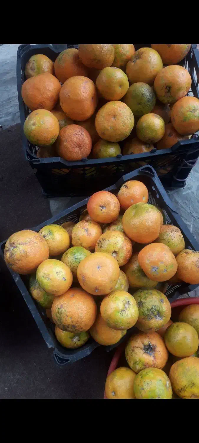 نارنج محلی آبدار|خوردنی و آشامیدنی|ماکلوان, |دیوار