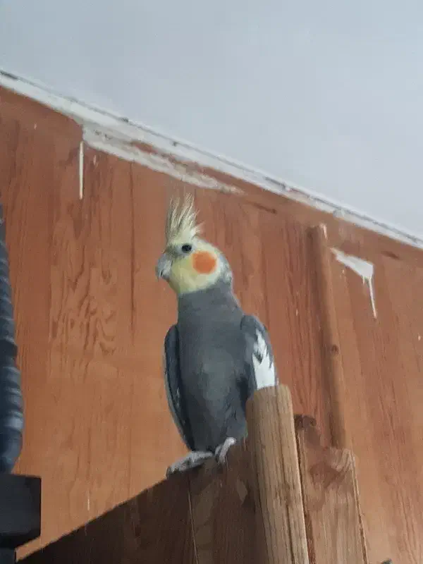 عروس هلندی|پرنده|فاضل آباد, |دیوار