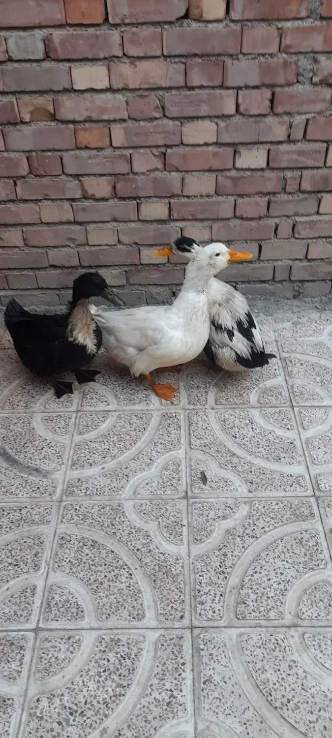 فروش اردک|حیوانات مزرعه|پیرانشهر, |دیوار