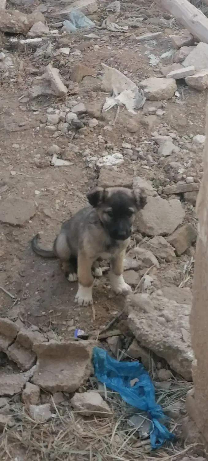 سگ درشت|سگ|مانه, |دیوار