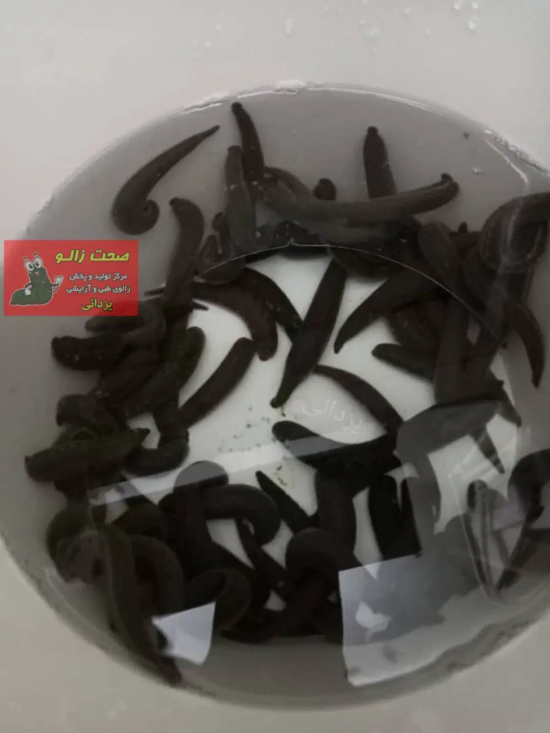 زالو طبی و آرایشی|خزنده|تهران, بهمن یار|دیوار