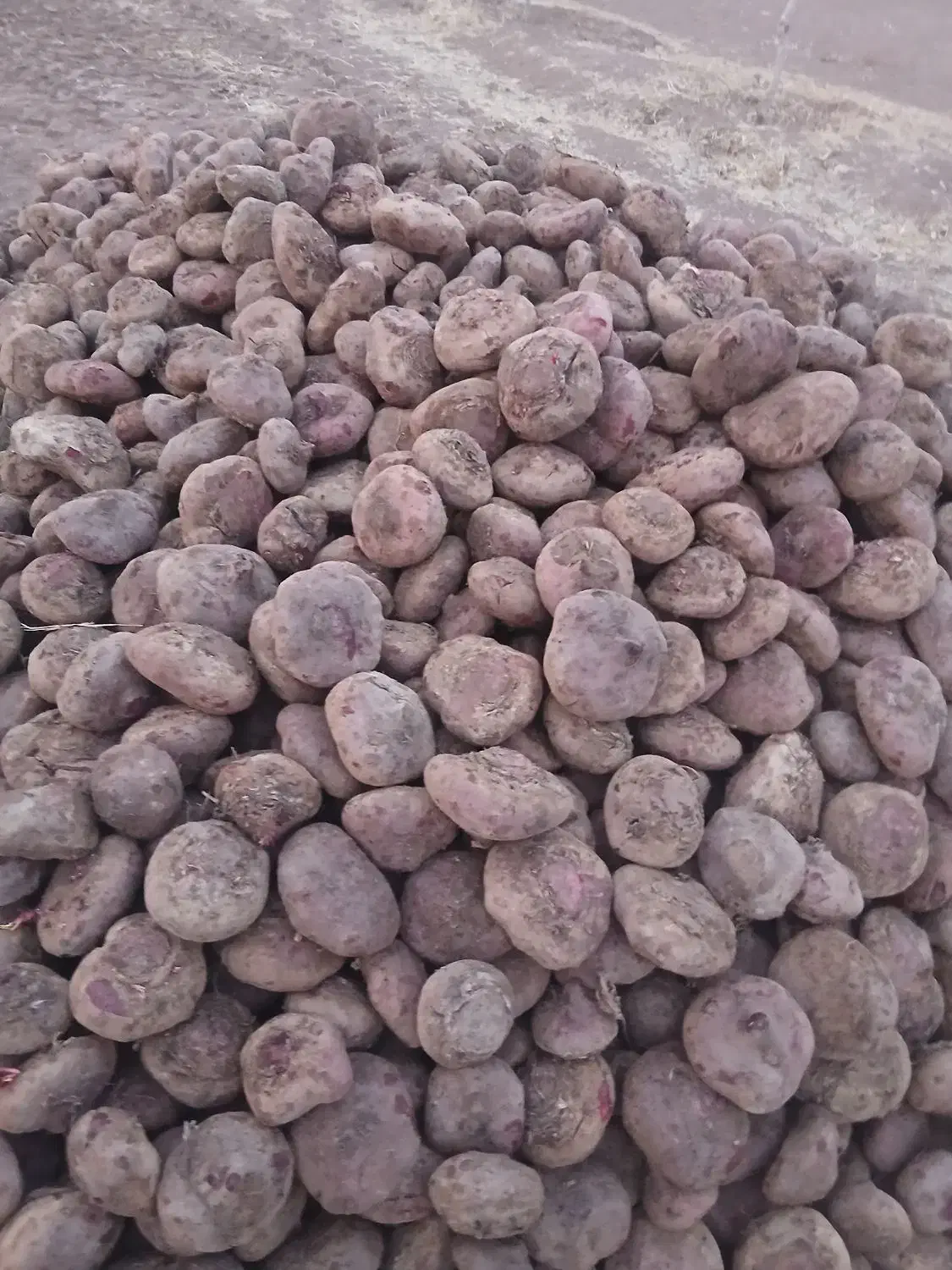 چغندر لبو|خوردنی و آشامیدنی|دشتابی, |دیوار