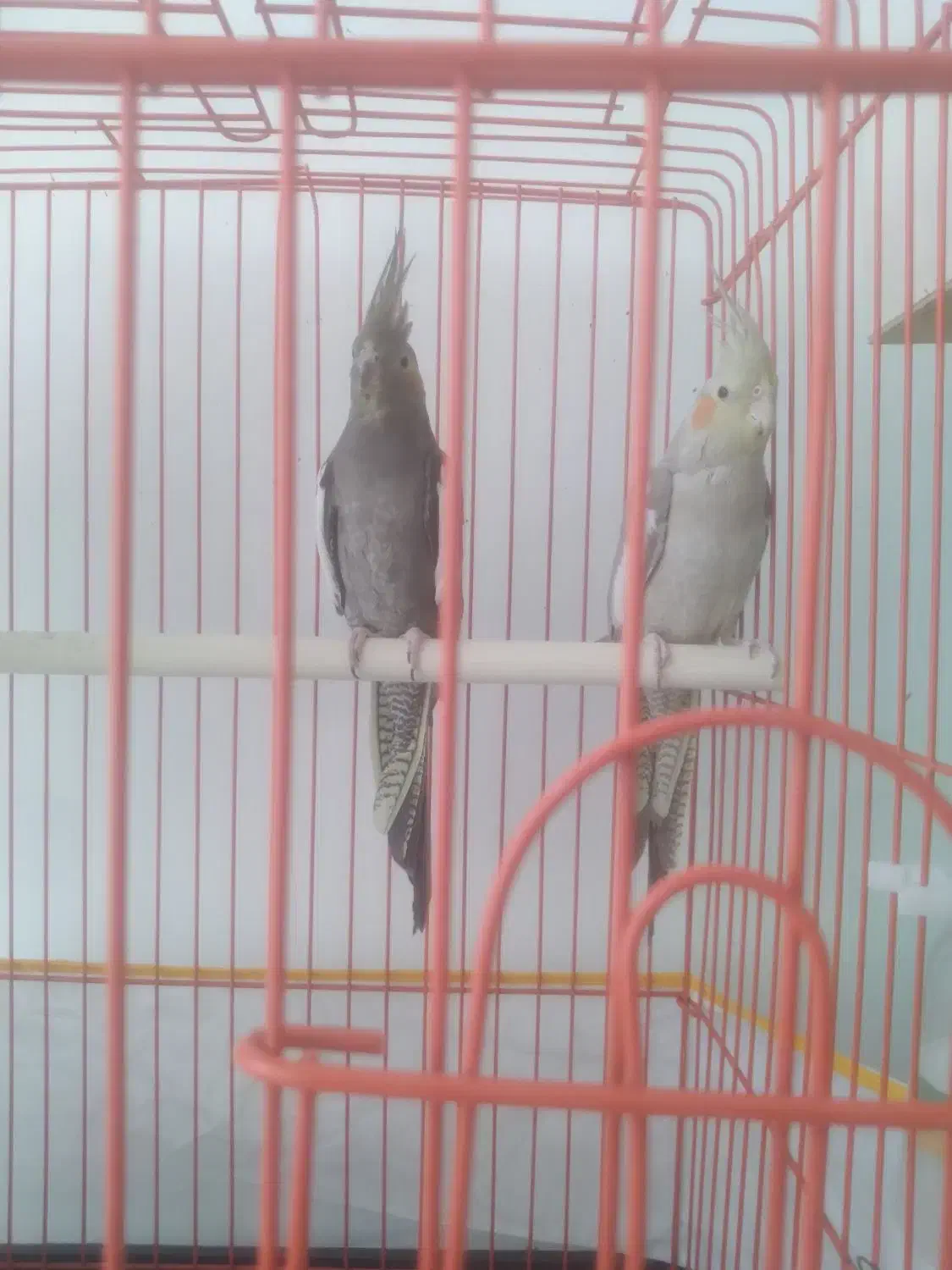 عروس ماده|پرنده|رفسنجان, |دیوار