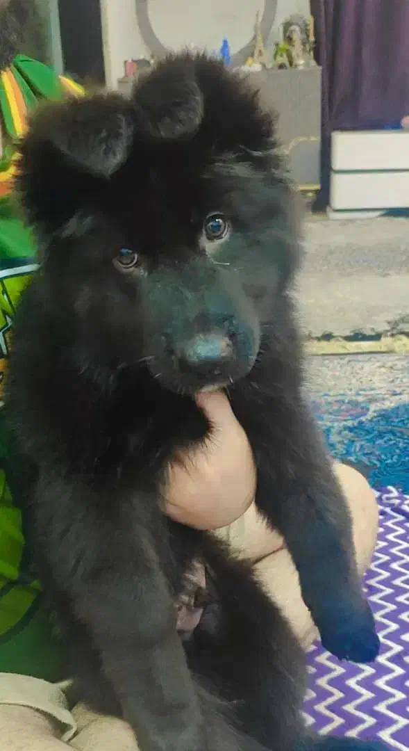 واگذاری توله ژرمن بلک|سگ|اهواز, دانشگاه چمران|دیوار