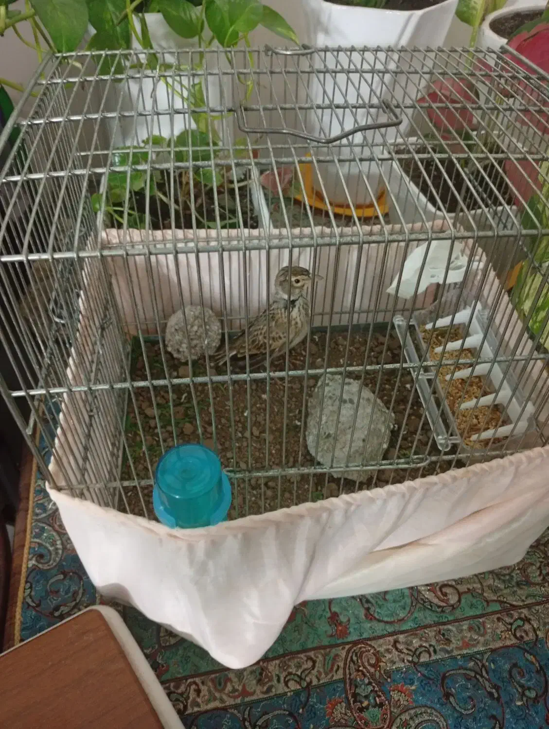 سهره خاکی شیرازی نر (معاوظه)|پرنده|آستانه اشرفیه, |دیوار