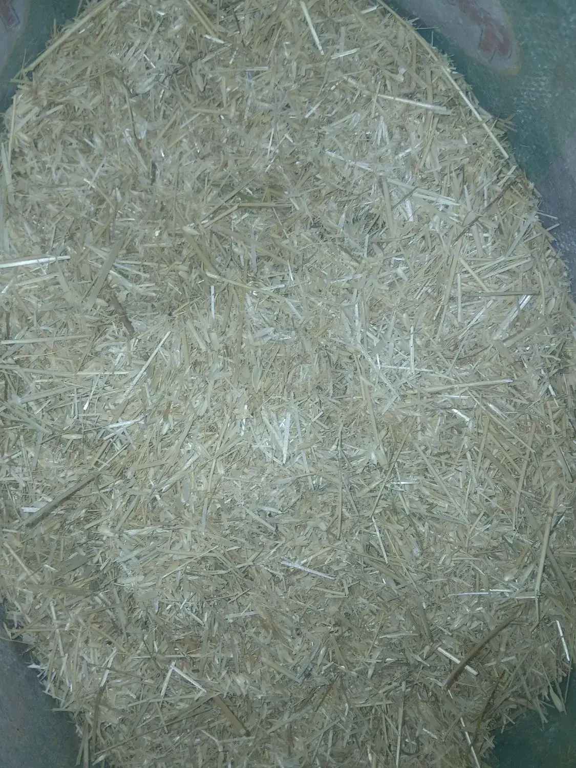 کاه گندم برای گاو گوسفند|لوازم جانبی حیوانات|سلماس, |دیوار