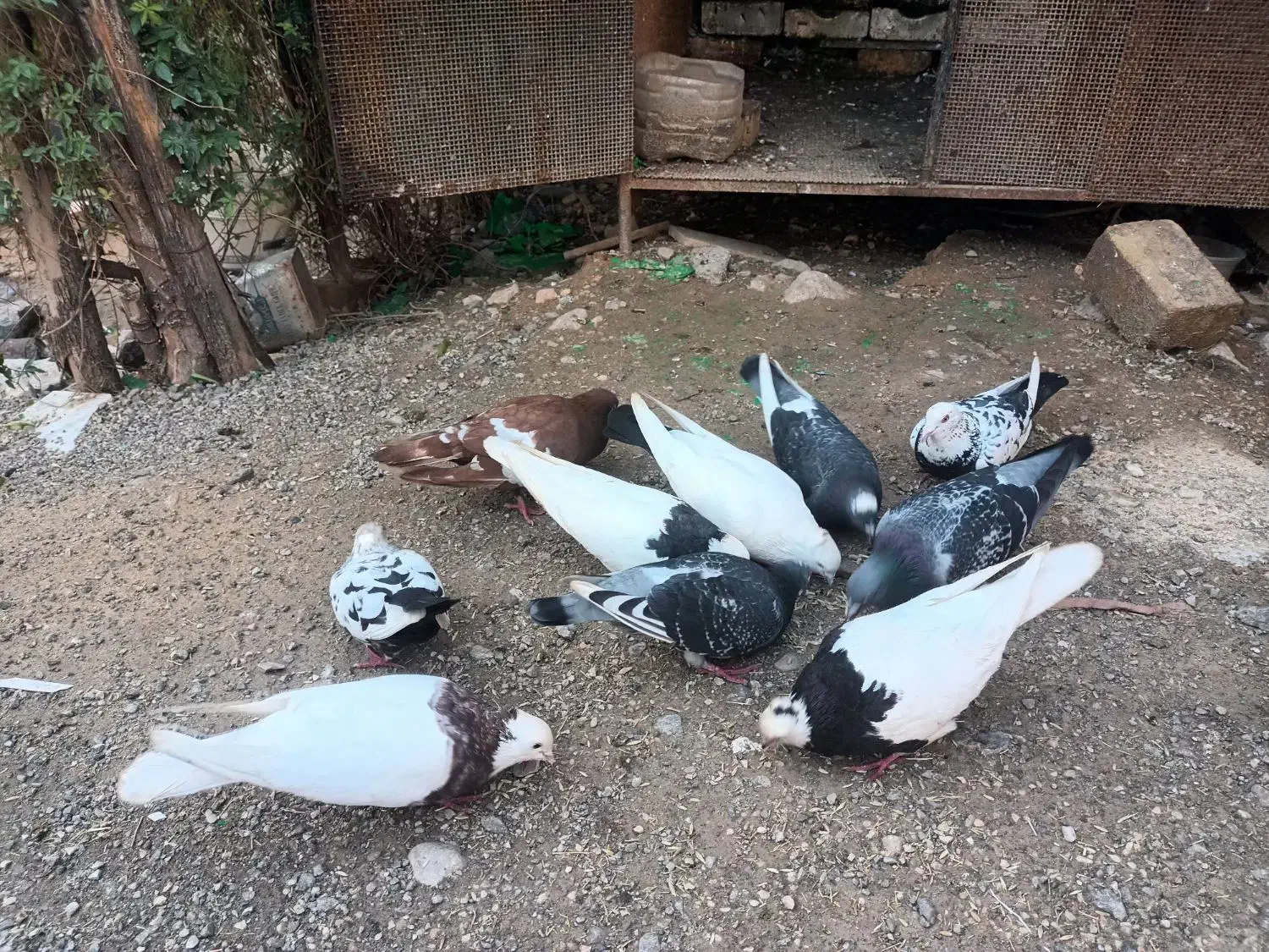 کبوتر|پرنده|رستم, |دیوار