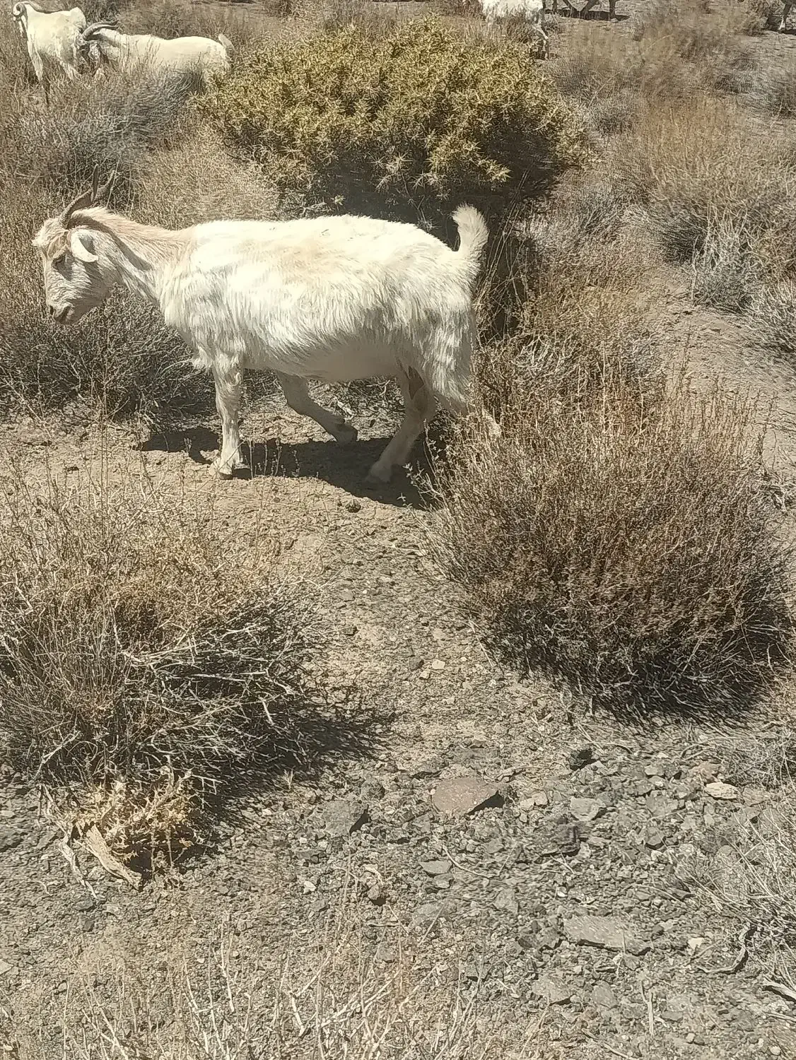 گوسفند بز آبستن سنگین|حیوانات مزرعه|گلزار, |دیوار
