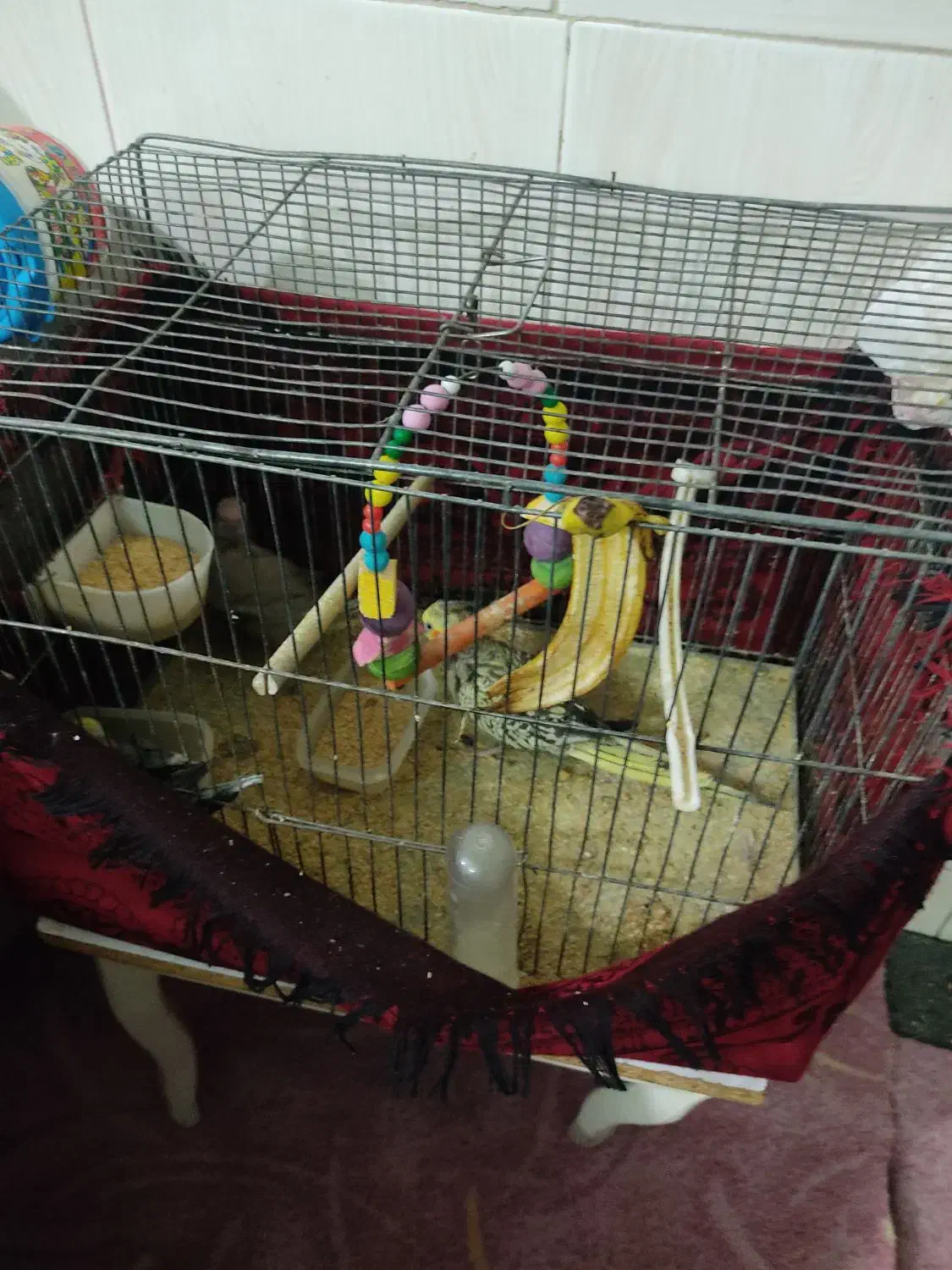 جفت عروس هلندی با یک عدد جوجه و پنج عدد تخم|پرنده|تربت‌حیدریه, حاجی یار‎|دیوار