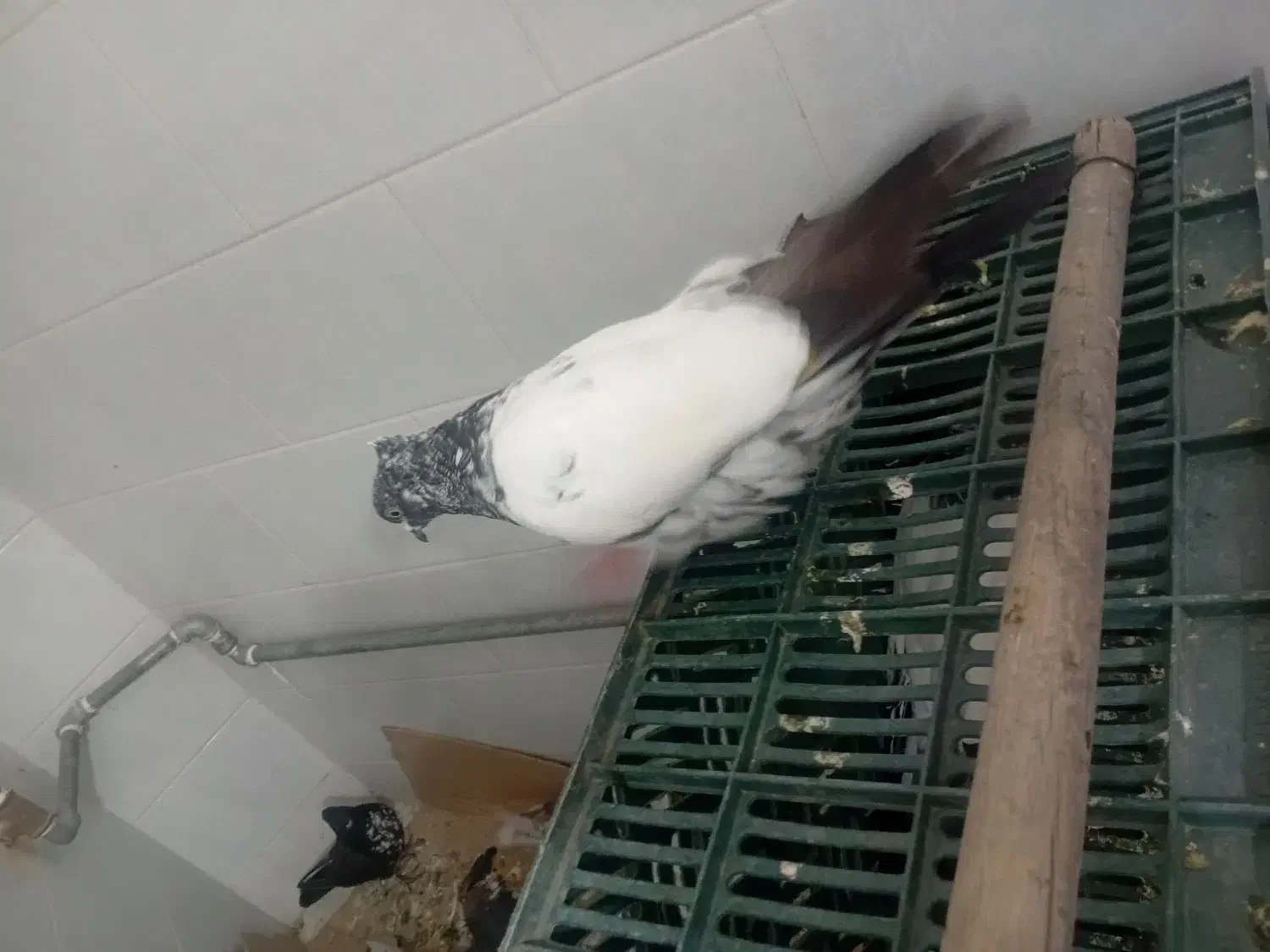 بشی گو|پرنده|مرند, |دیوار