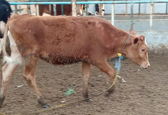 بچر|حیوانات مزرعه|خرمشهر, |دیوار
