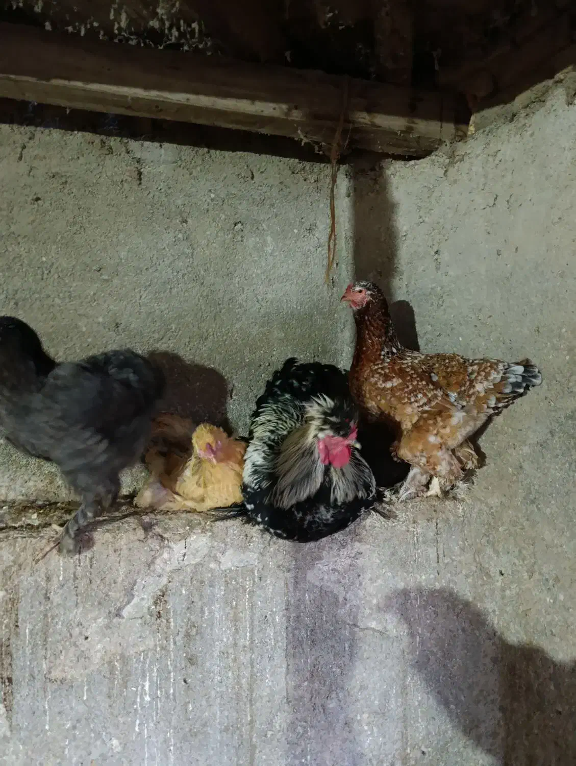 مرغ تخمگذار|حیوانات مزرعه|خلیل شهر, |دیوار