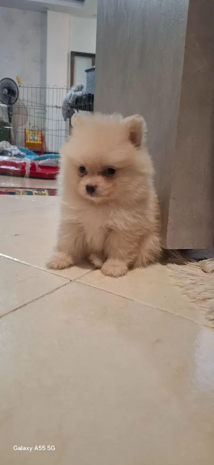 واگذاری پامر اشپیتز نر بخاطر مهاجرت.فوری|سگ|شاهینشهر, حافظ شمالی|دیوار