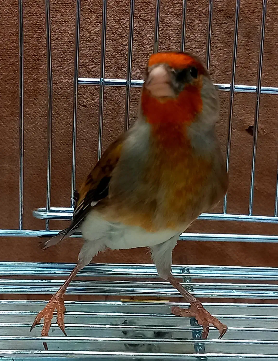 سهره قناری نر جوان|پرنده|اردبیل, |دیوار