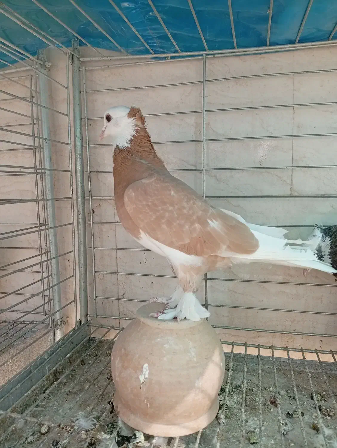 شازده هما|پرنده|اردکان, |دیوار