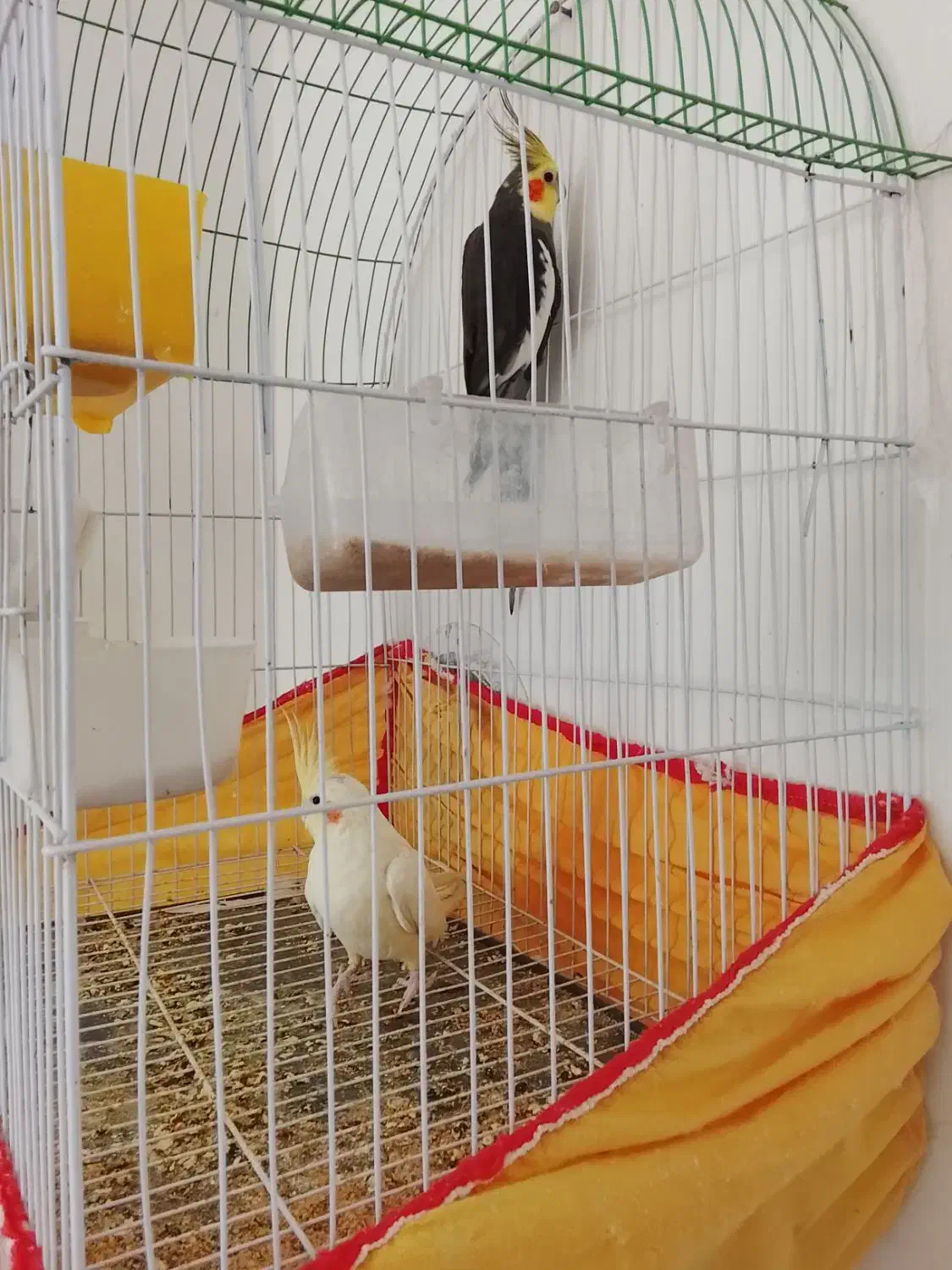 عروس هلندی خوب|پرنده|بردسکن, |دیوار