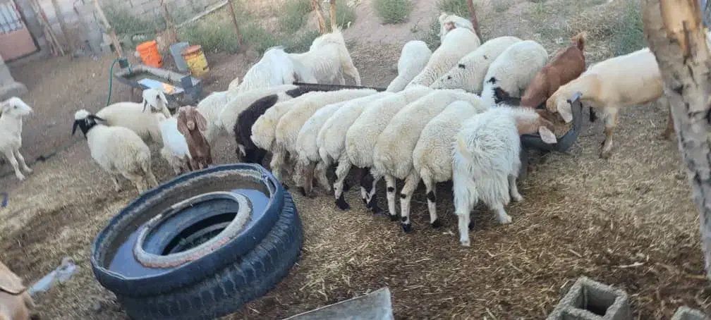 کهره بره قوچ نری بز میش|حیوانات مزرعه|سیرجان, |دیوار