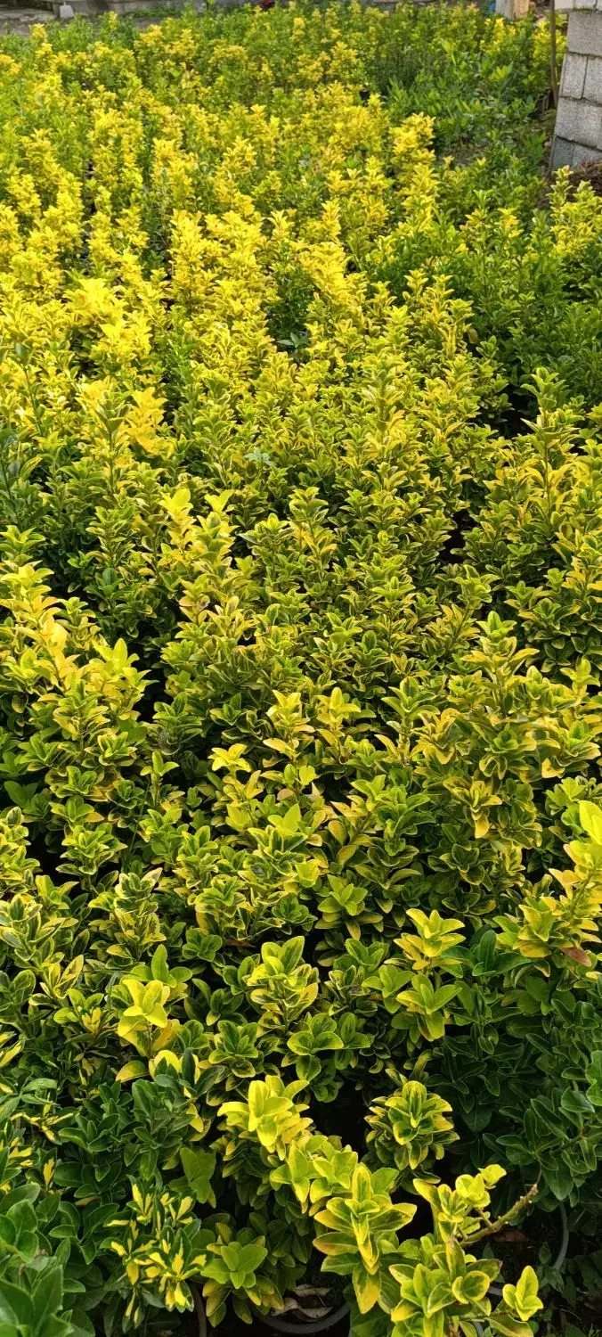 فروش شمشاد طلایی ونعنایی تعداد 1500عددموجوده|حراج|عباسآباد, |دیوار