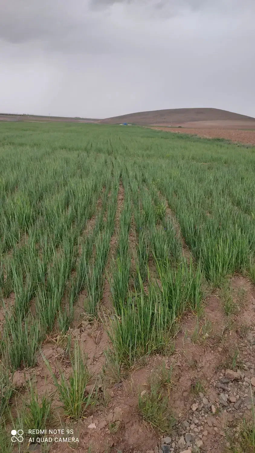 زمین دیم|اجارهٔ دفتر صنعتی، کشاورزی، تجاری|قره پشتلو, |دیوار