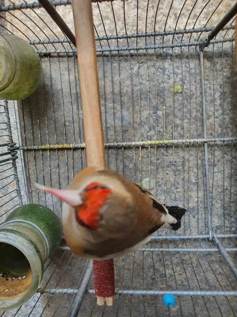 جوجه سهره دورگ|پرنده|جهرم, |دیوار