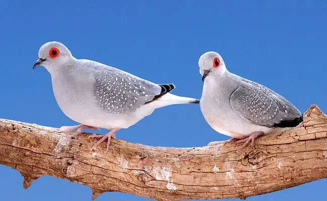 پرنده زیبا|پرنده|میاندوآب, |دیوار