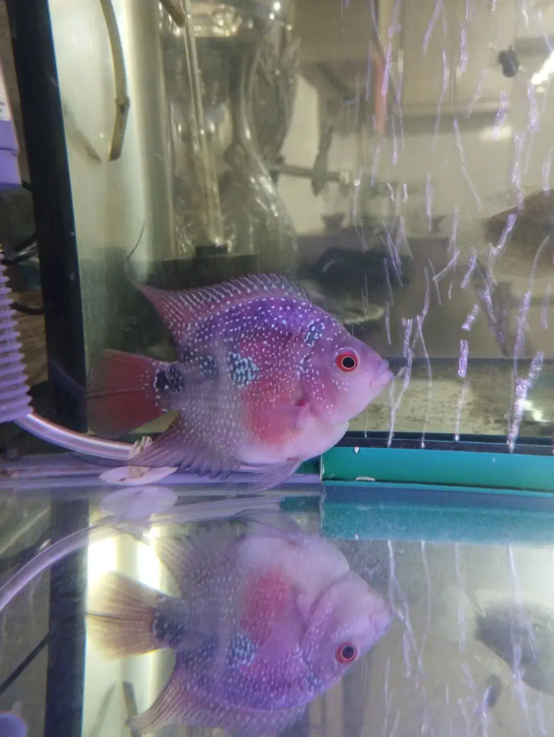 ماهی فلاور|ماهی|قدس, شهر‌قدس|دیوار