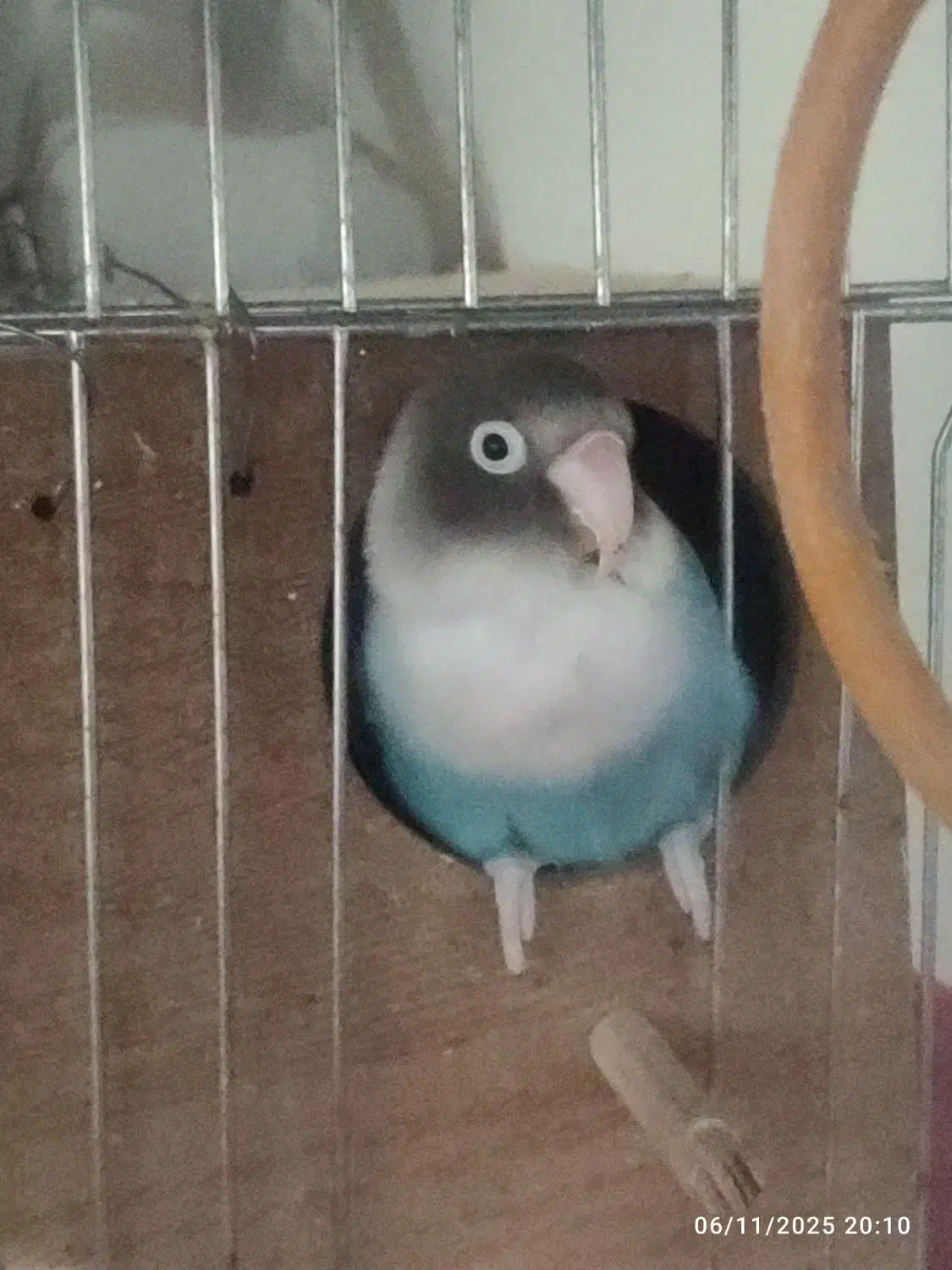 طوطی برزیلی|پرنده|نسیم‌شهر, |دیوار