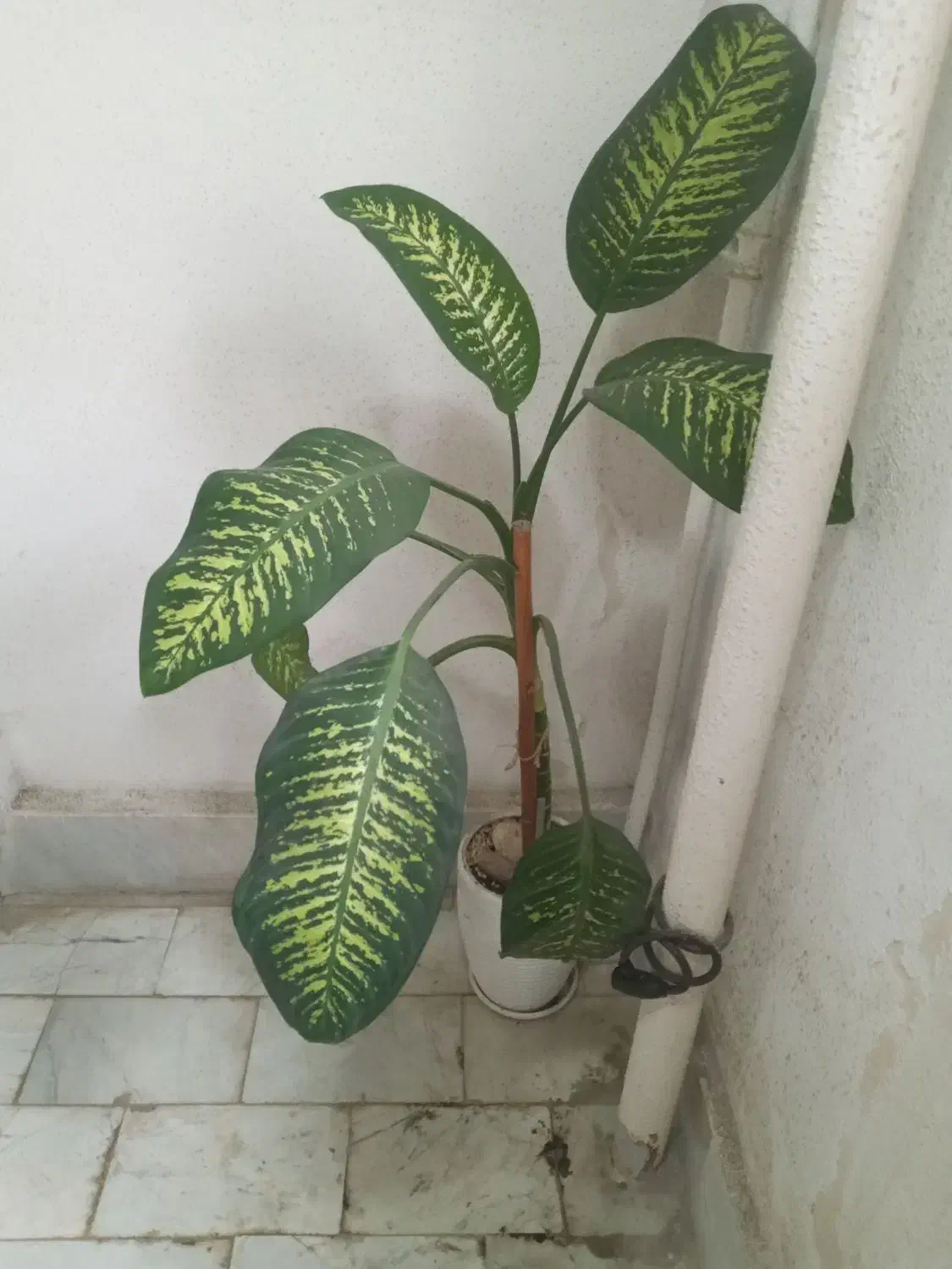 گل دیفن باخیا،سخره ای و گل کا غذی|گل و گیاه طبیعی|رشت, کوی مهر|دیوار