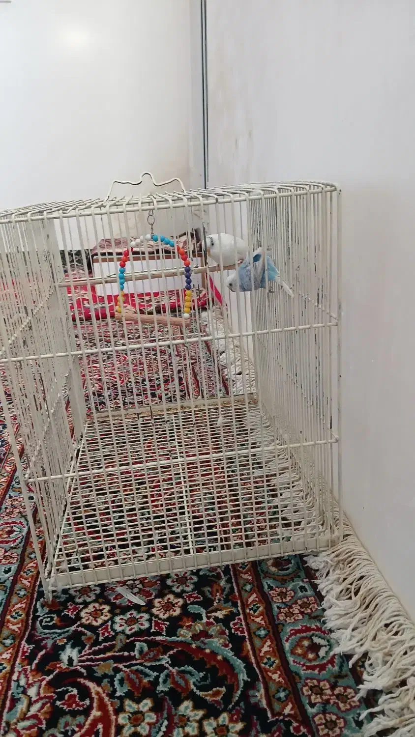 مرغ عشق دستی|پرنده|هیر, |دیوار