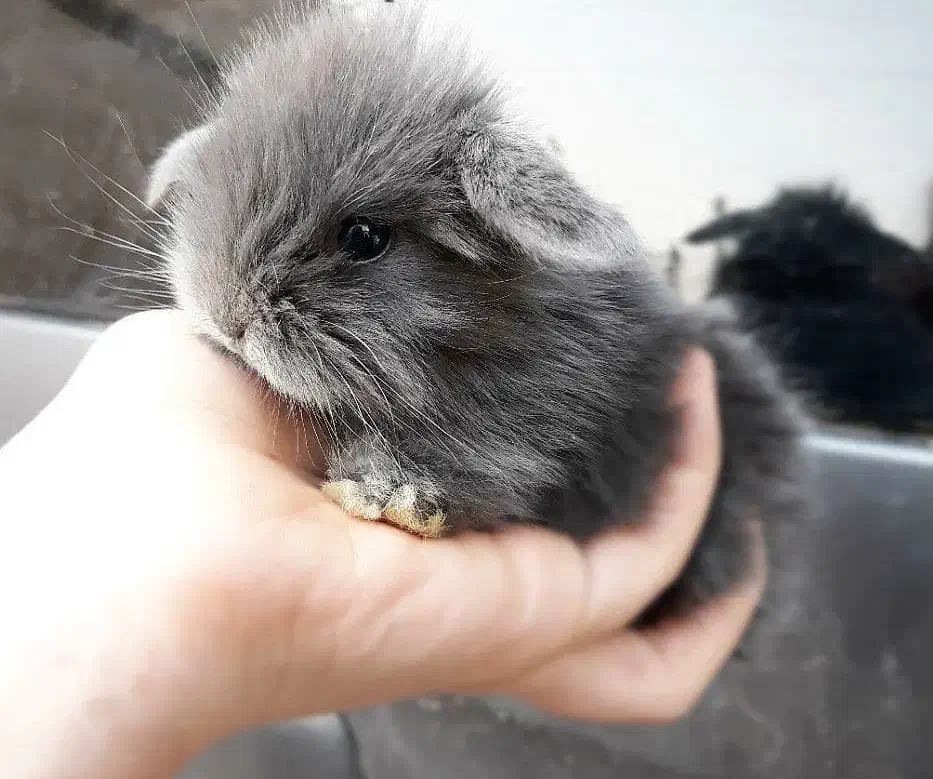 توله خرگوش لوپ عروسکی (همه رنگ)|موش و خرگوش|اهواز, پادادشهر|دیوار