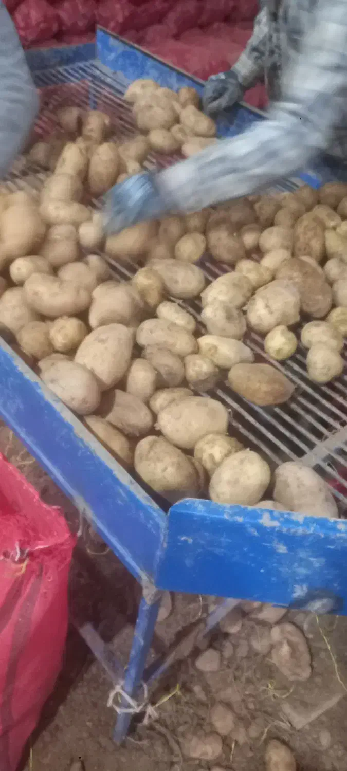 سیب زمینی|خوردنی و آشامیدنی|بن, |دیوار