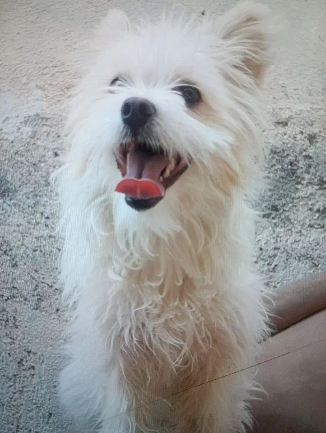 سگ شینتزو روباهی|سگ|اسدآباد, |دیوار